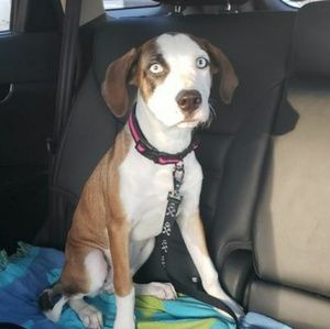 Meet your Posher, Misty